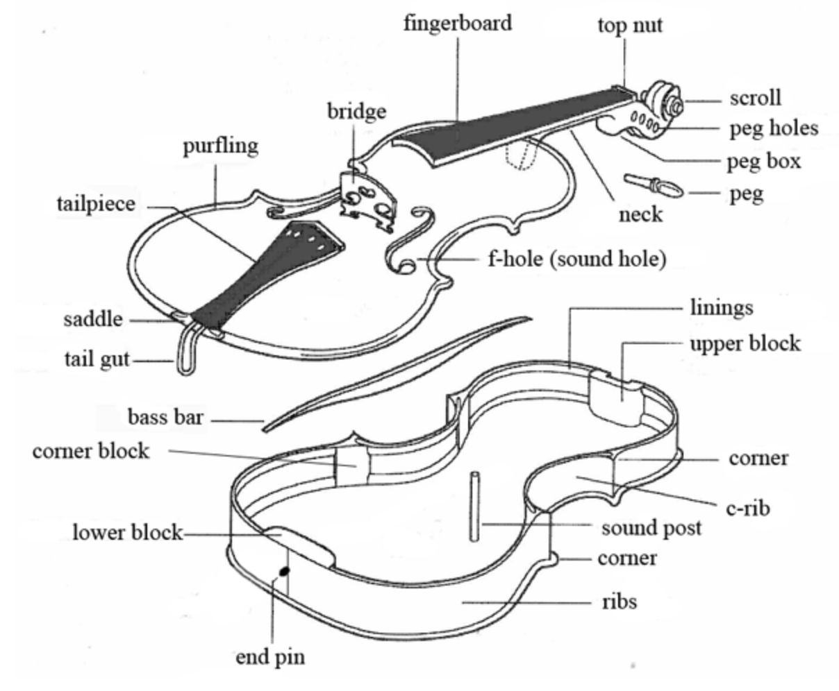 parts-of-violin-viola.png