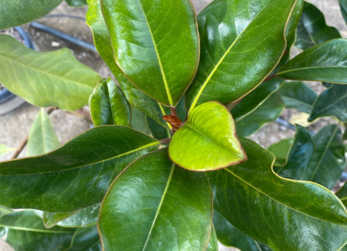 YB MAGNOLIA BRACKENS BROWN BEAUTY