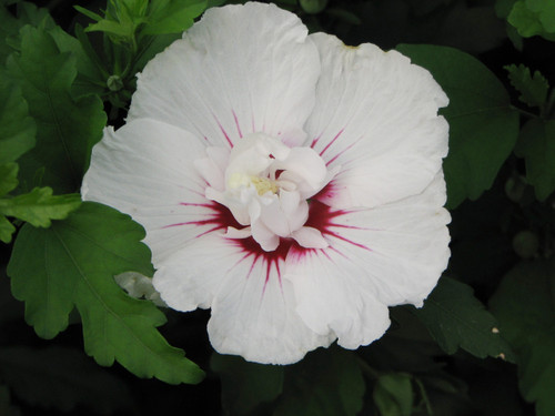HIBISCUS BALI TREE N5