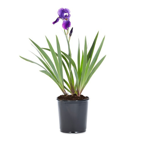 IRIS 1 GAL OREGON GROWN