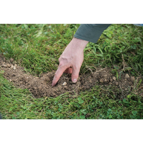 TOMCAT MOLE WORMS