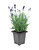 LAVENDER PERENNIAL 1GAL