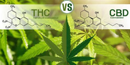 Is there a difference between CBD and THC?