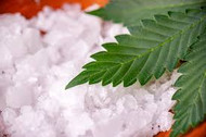 What is the Cb2 Receptor?