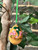 Hand Painted Gourds