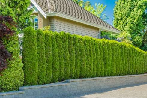 shrubs