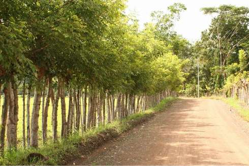 trees