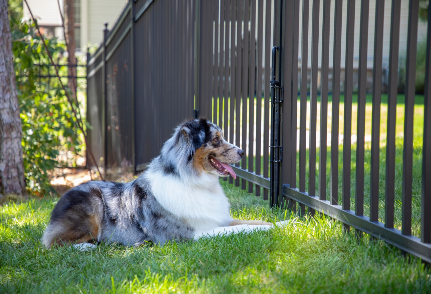 Kids & Pets Fence Image