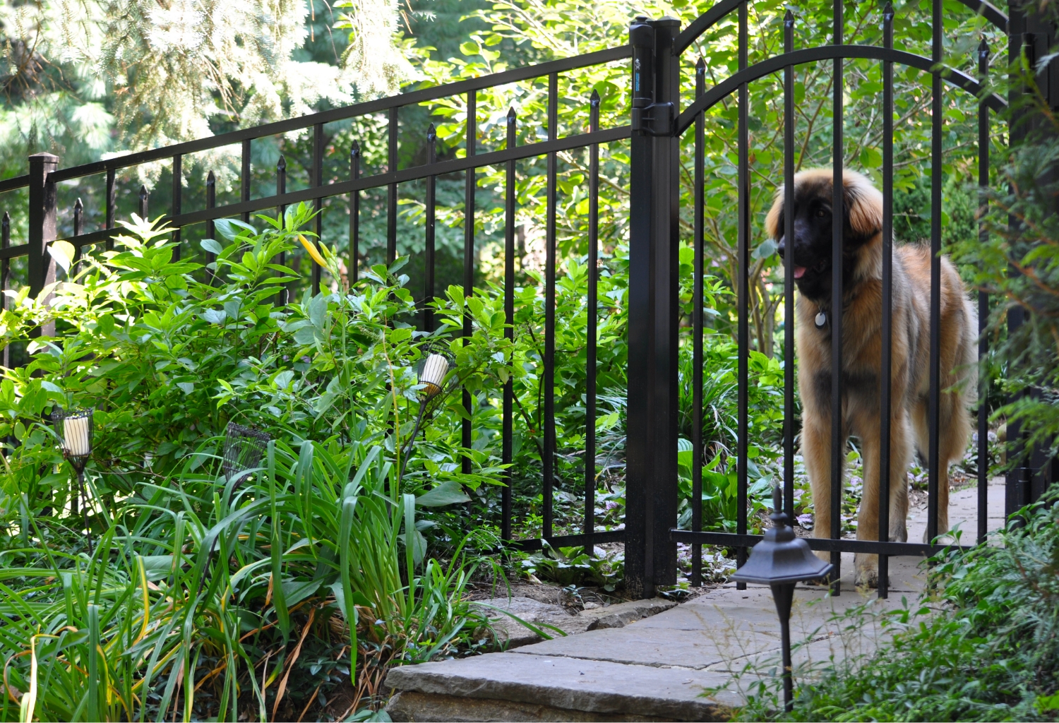 Kids & Pets Fence Image