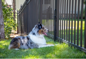 Kids & Pets Fence Thumbnail