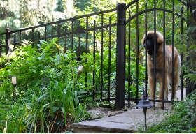 Kids & Pets Fence Thumbnail