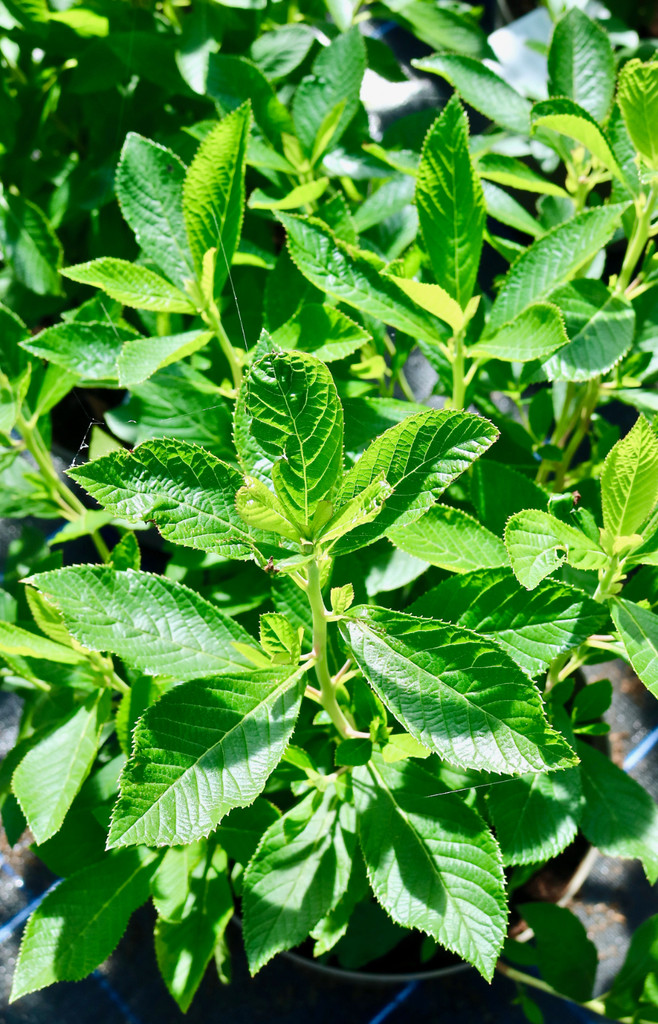 Clethra alnifolia 'Pink Spire' - 10Litre