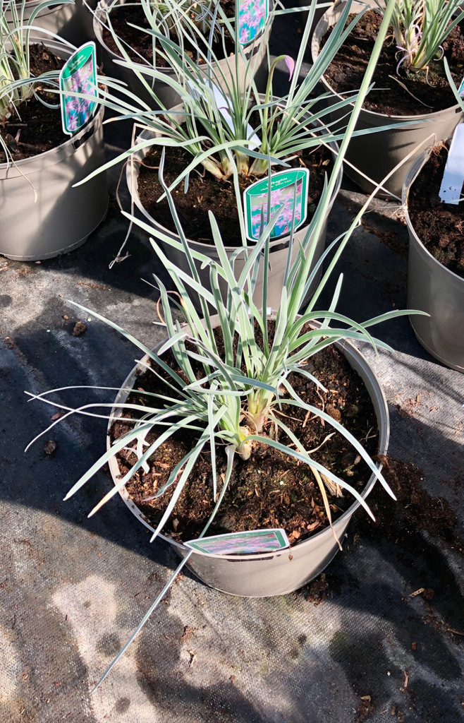 Tulbaghia violacea 'Silver Lace' - 10Litre