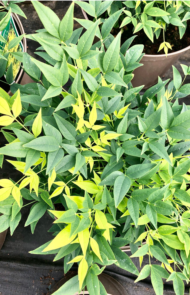 Nandina Lemon and Lime