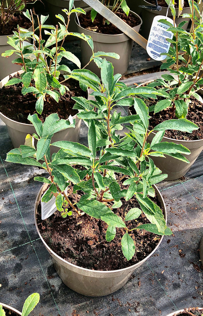 Exochorda racemosa 'Blushing Pearl' - 10Litre