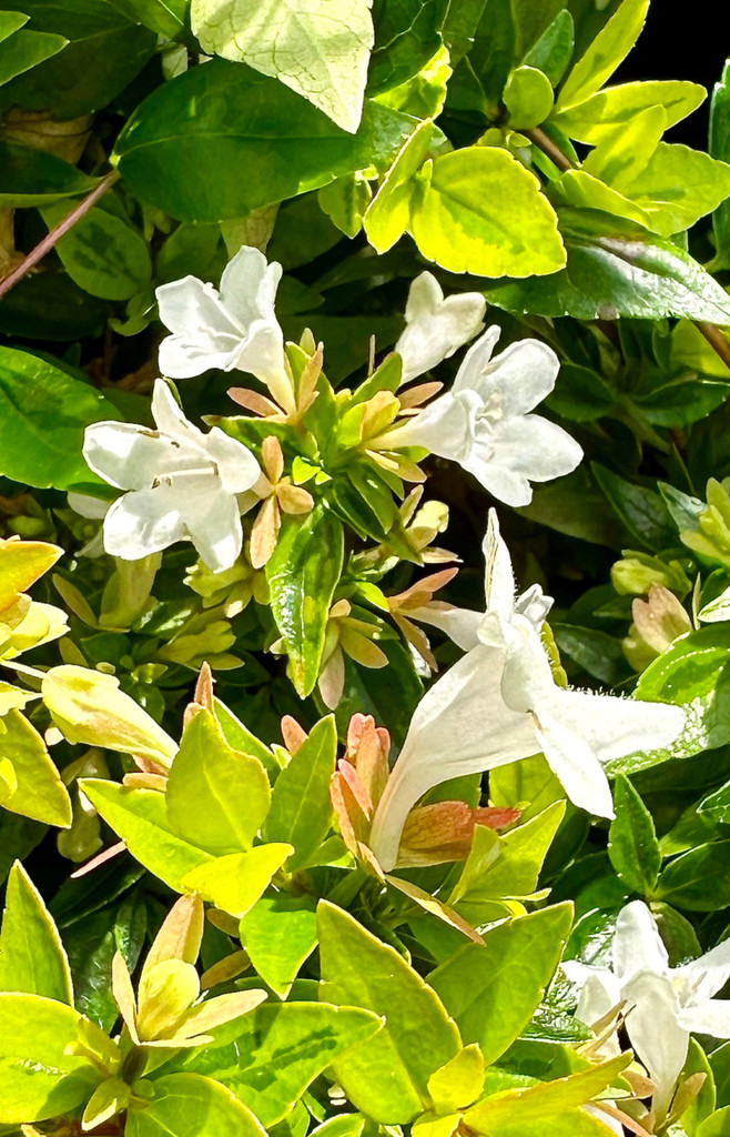 Abelia × grandiflora 'Kaleidoscope'PBR (v)  - 10Litre