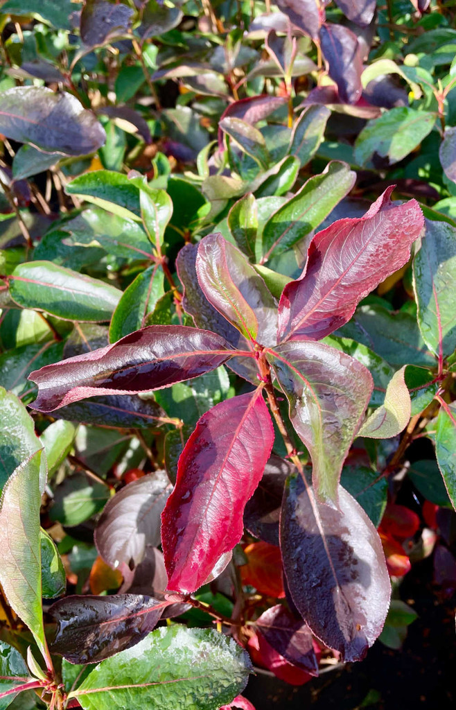 Aronia Autumn Magic Leaf