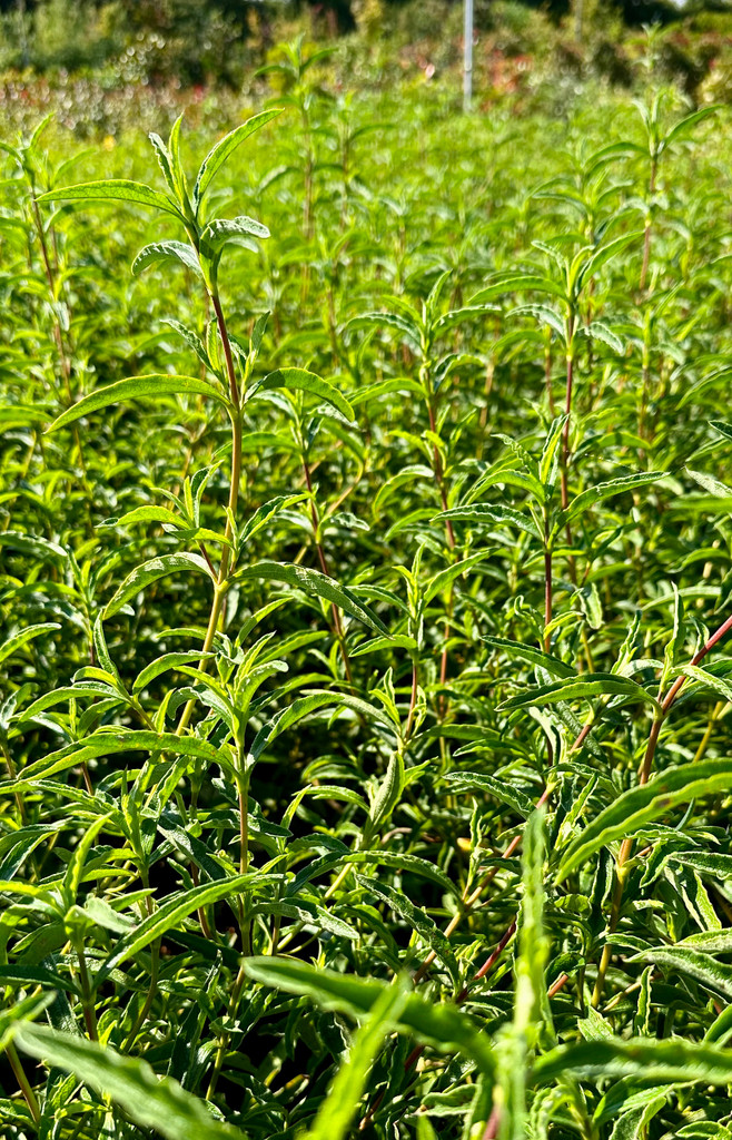 Cistus x purpureus 'Alan Fradd' leaf