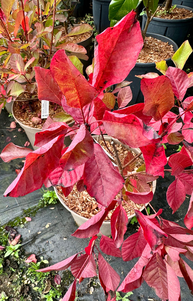 Cotinus coggygria 'Flame'