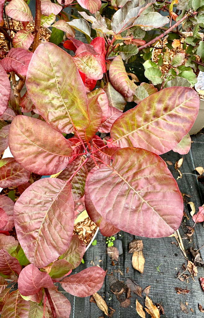 Cotinus coggygria 'Candy Floss' - 10Litre