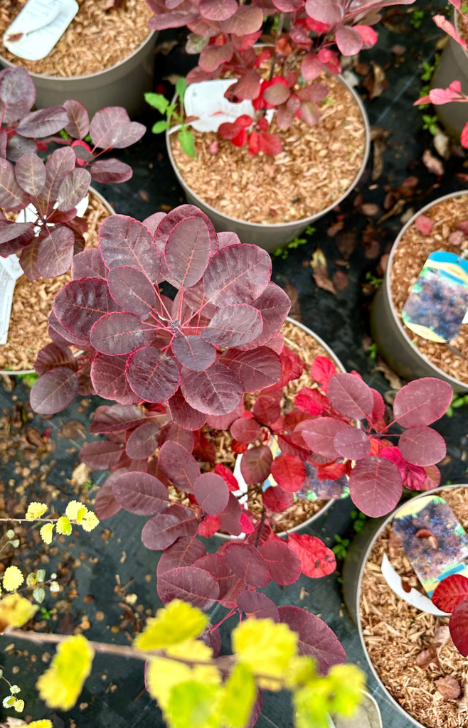 Cotinus coggygria 'Royal Purple'