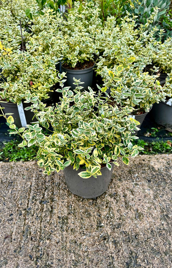 Euonymus fortunei 'Emerald 'n' Gold' - 10Litre