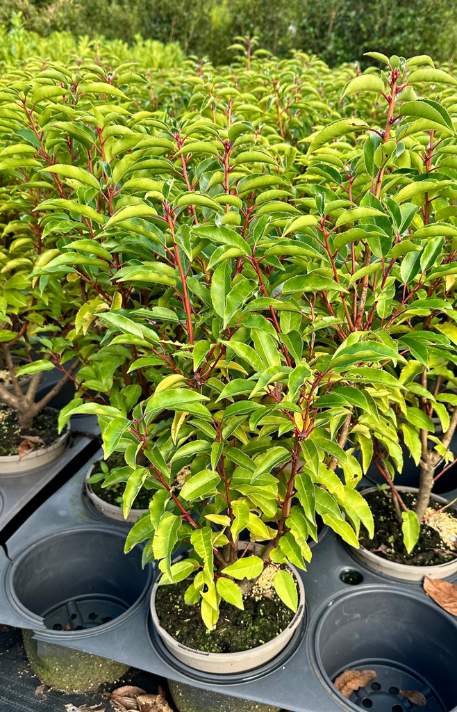 Prunus lusitanica - 3Litre