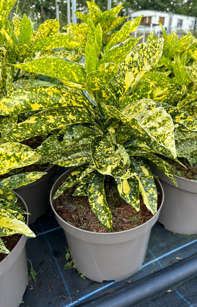 Aucuba japonica Variegata - 10Litre