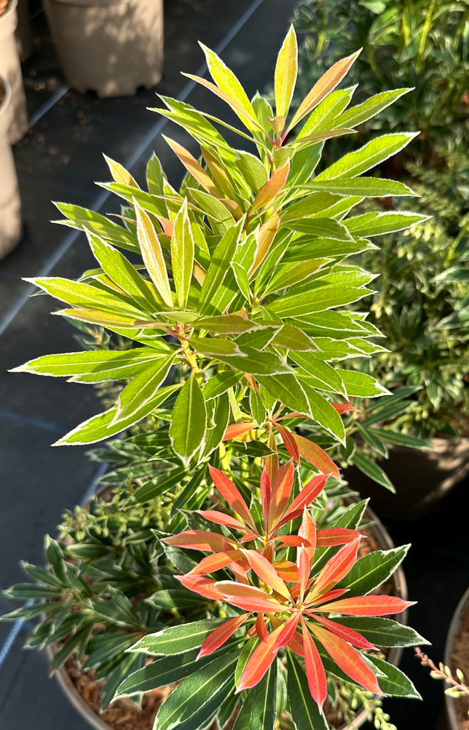 Pieris Japonica 'Flaming Silver' - 10Litre