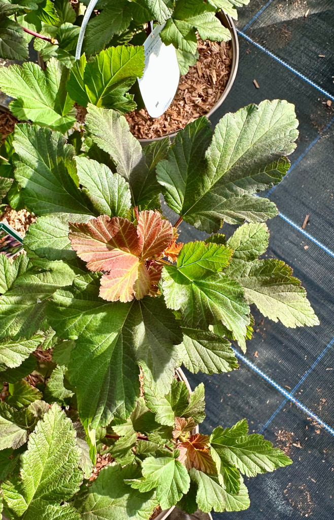 Physocarpus opulifolius 'Amber Queen' - 10Litre