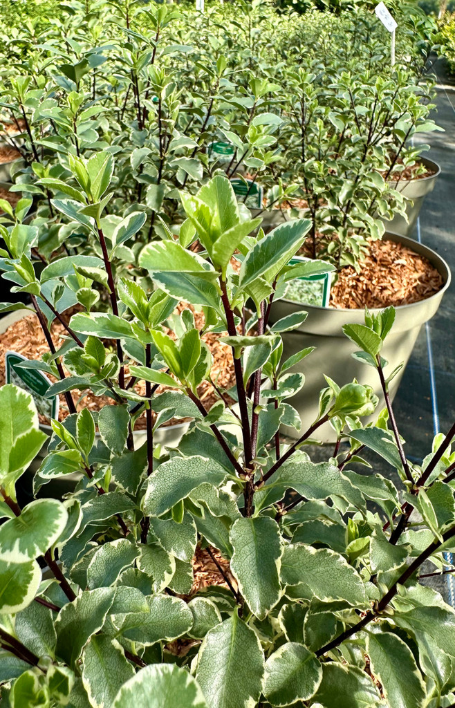 Pittosporum tenuifolium 'Silver Queen' - 10L