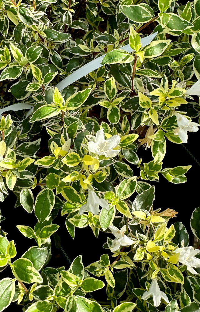 Abelia x grandiflora 'Sparkling Silver' - 10Litre