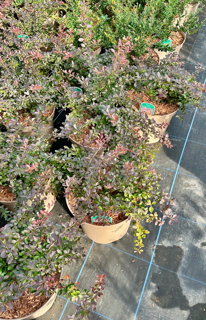 Berberis thunbergii f. 'Atropurpurea Nana' - 10Litre