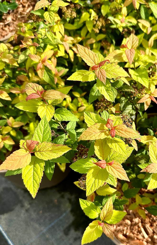 Spiraea japonica 'Goldflame' - 10Litre