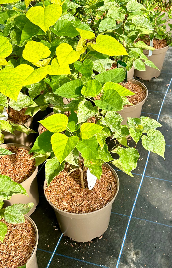 Catalpa Bignonioides Aurea - 10Litre