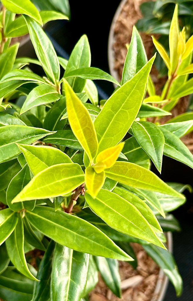 Sarcococca hookeriana 'Winter Gem' - 7.5Litre