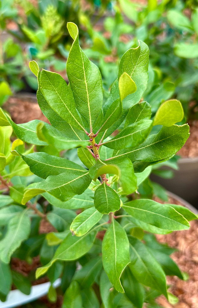 Myrica pensylvanica - 10Litre