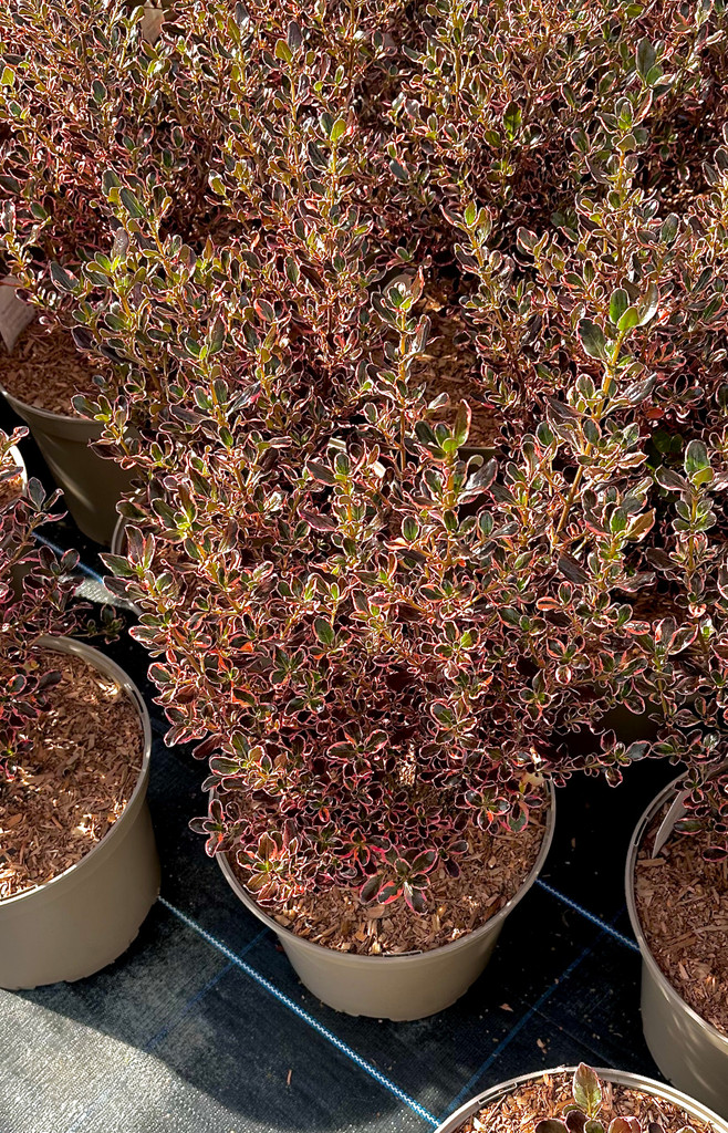 Coprosma repens Eclipse - 10Litre