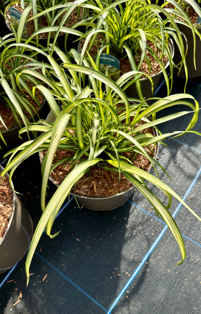 Phormium Blondie - 10Litre