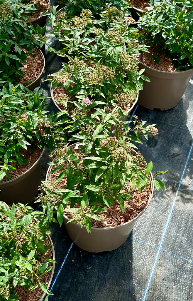 Spiraea japonica 'Anthony Waterer' - 10Litre