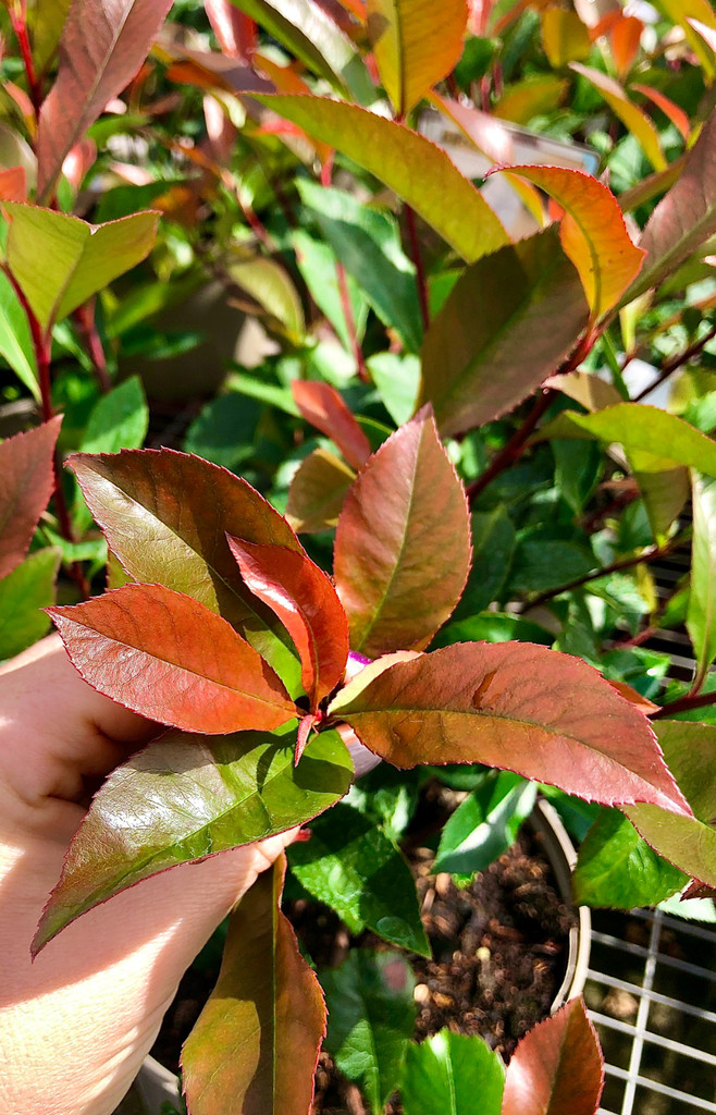 Photinia 'Carre Rouge' - 10L