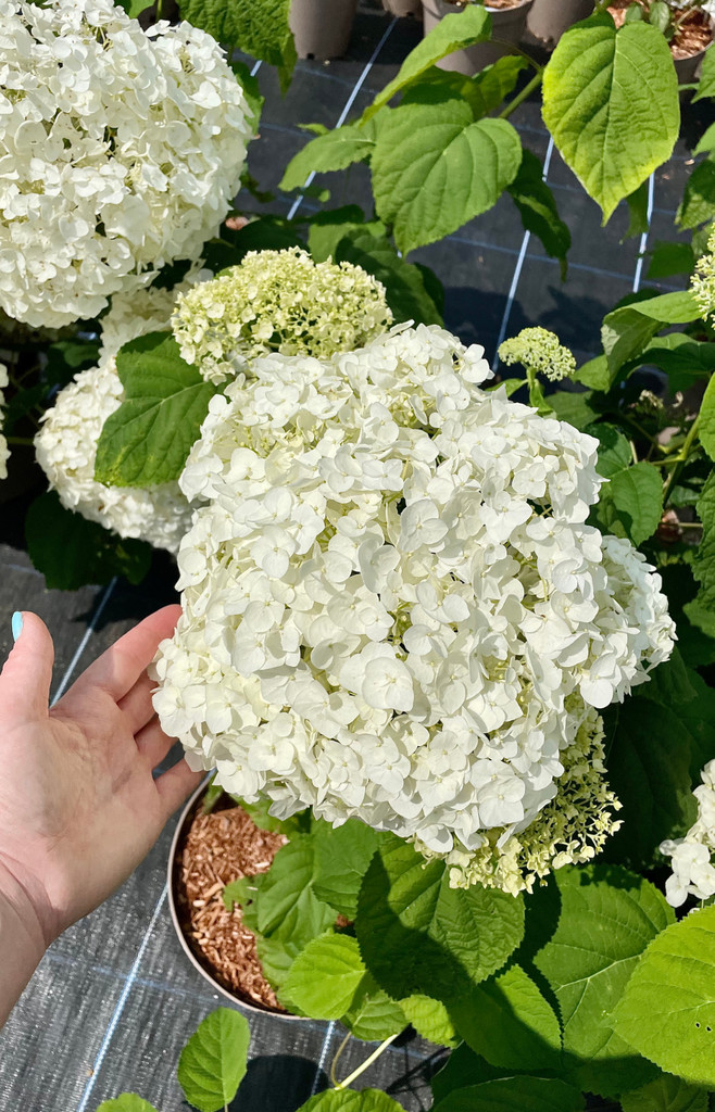 Hydrangea arborescens 'Annabelle' - 10Litre