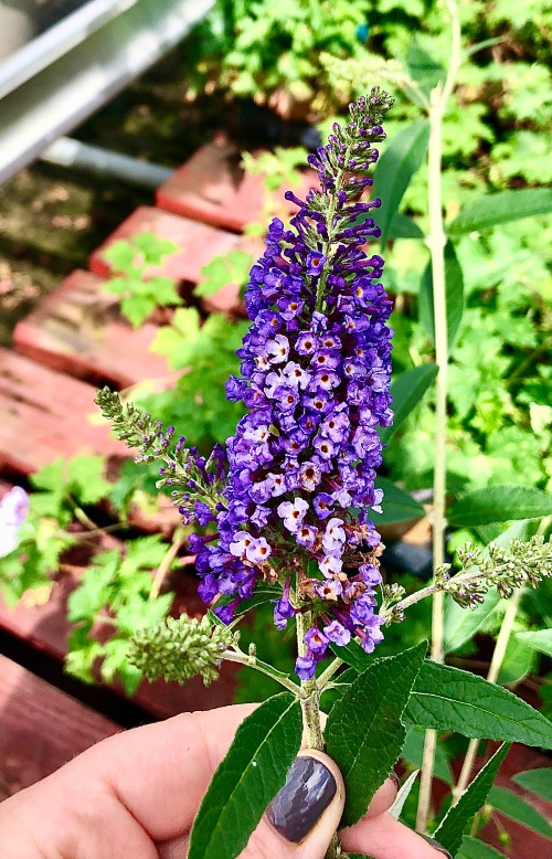 Buddleja Empire Blue