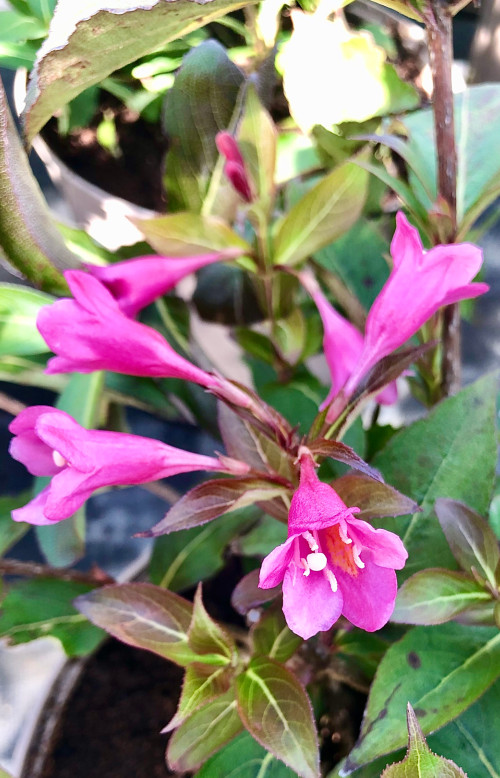 Weigela Pink Poppet