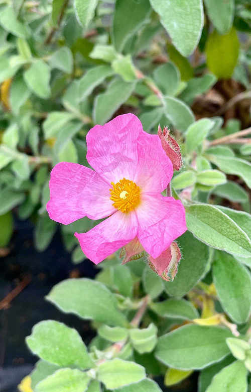 Cistus Greyswood Pink