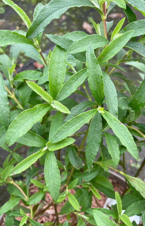 Cistus purpureus