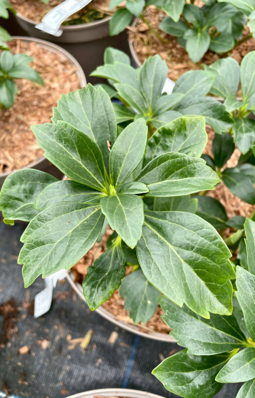 Pachysandra terminalis 'Green Sheen' - 5Litre