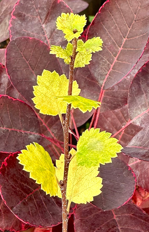 Betula Golden Ball - 10Litre