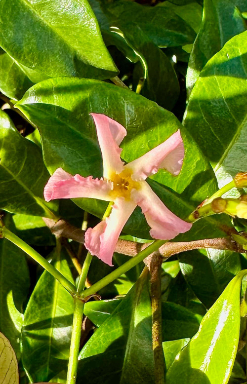 Trachelospermum jasminoides 'Pink Showers' - 4Litre Deep