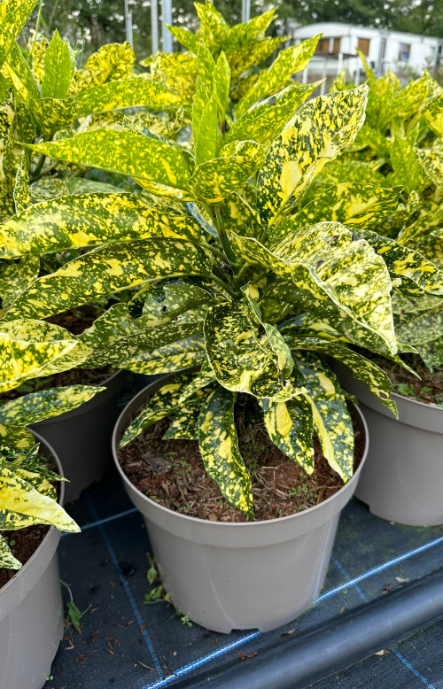 Aucuba japonica Variegata - 10Litre